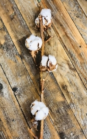 Cotton Stems