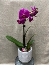 Mothers Day Orchid
