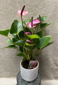 Mother’s Day Anthurium