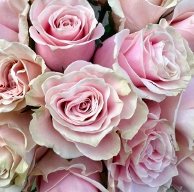 Valentines 12 Pink Rose Bouquet